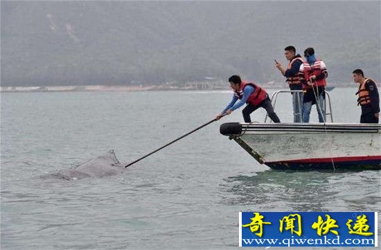 解救被困抹香鲸 潜水员从其口中掏出大量垃圾