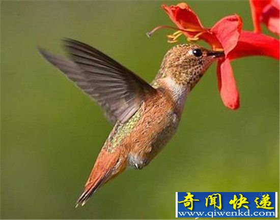 动物的十种特异功能 你可能只知道蛇跟蝙蝠