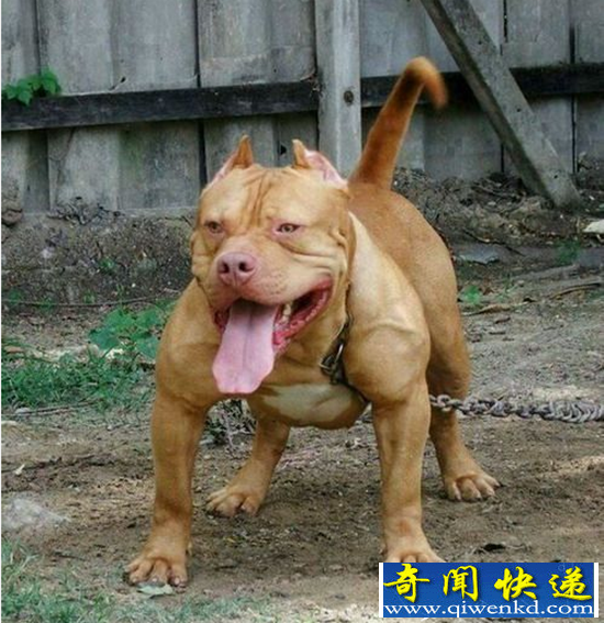 为什么比特犬是拼命三郎 看完你就知道了