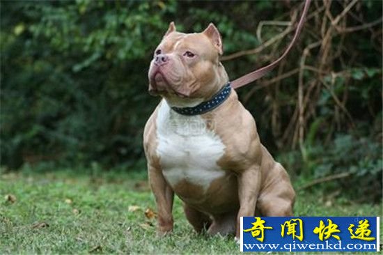 为什么比特犬是拼命三郎 看完你就知道了