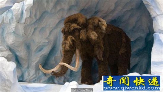 两年之内复活猛犸象 计划或许要取消