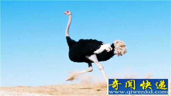 鸵鸟需要把头埋进沙子逃生?发起威来狮子都害怕