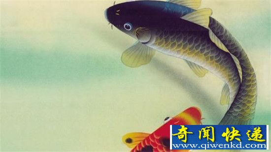 运河放生280条鱼被投诉 破坏生态限期全部捞回