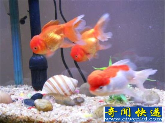 运河放生280条鱼被投诉 破坏生态限期全部捞回