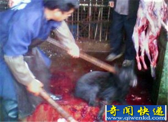 “大头”男子居民楼每天杀猫杀狗 现场惨不忍睹