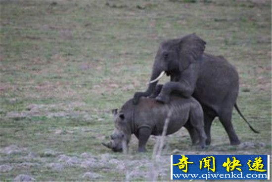 实拍大象强暴犀牛疯狂场面 太震撼了!