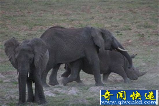 实拍大象强暴犀牛疯狂场面 太震撼了!