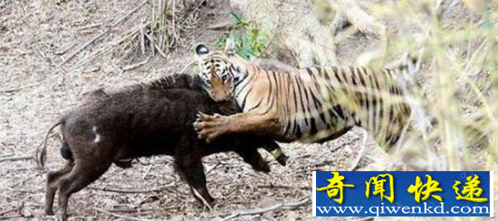 摄影师实拍野猪搏斗猛虎全过程 血腥残暴猛虎本色