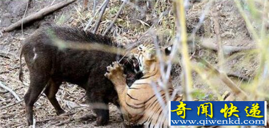 摄影师实拍野猪搏斗猛虎全过程 血腥残暴猛虎本色