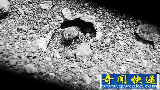 火山边缘生存的蜜蜂 为了更有利的环境