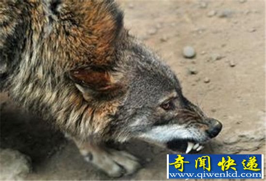 实拍豹子大战灰狼 一招制敌取其性命!