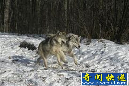 实拍豹子大战灰狼 一招制敌取其性命!