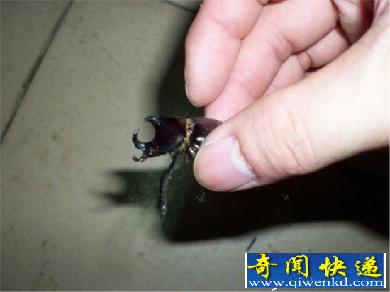 动物界最珍贵动物揭秘 一只甲虫价值几百万