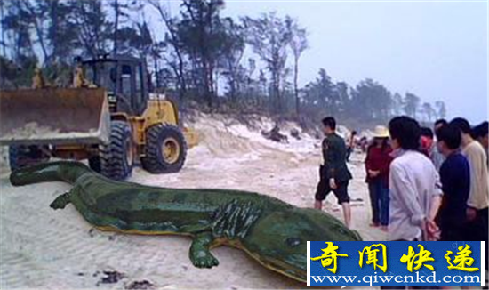 工地施工挖出史前巨兽 是巨蟒还是恐龙?