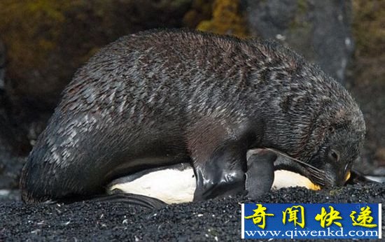海豹竟然强奸了企鹅 企鹅甚至有生命危险?