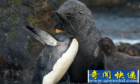 海豹竟然强奸了企鹅 企鹅甚至有生命危险?