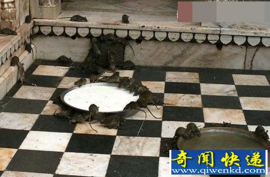 印度圣鼠庙 将老鼠看作为神一样的存在