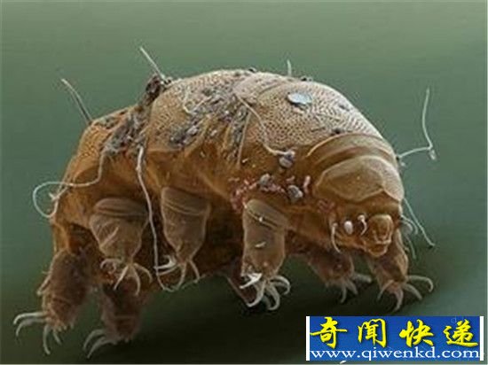全球最诡异的动物竟杀不死?水熊寿命200岁
