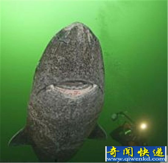 全球最诡异的动物竟杀不死?水熊寿命200岁