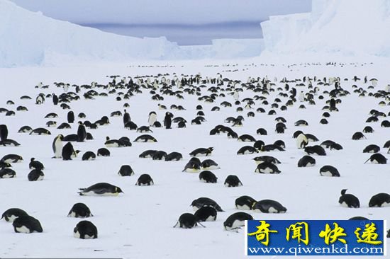 鲸鱼海豚哀悼死去同伴 动物亦会死亦同悲