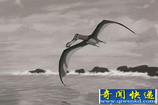 身长二十八米的巨型鸟 神秘生物的存在