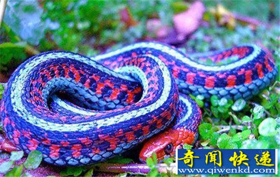 蛇中美蛇盘点 五颜六色大小各异