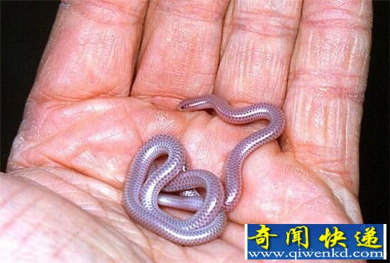 蛇中美蛇盘点 五颜六色大小各异