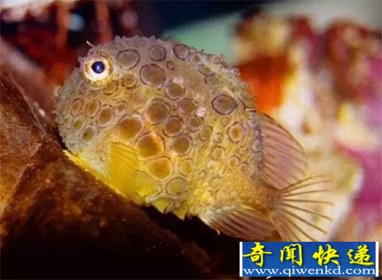 动物界最怪异生物盘点 有的生物长的就太污了