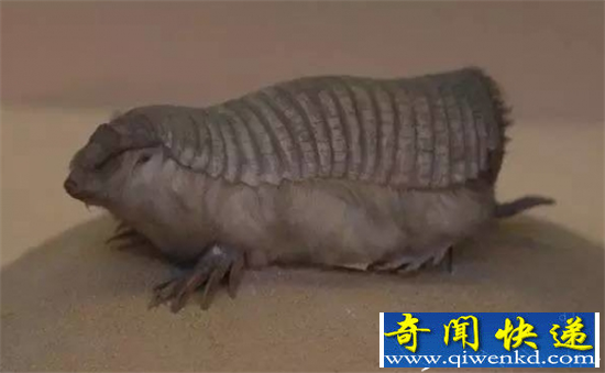 动物界最怪异生物盘点 有的生物长的就太污了