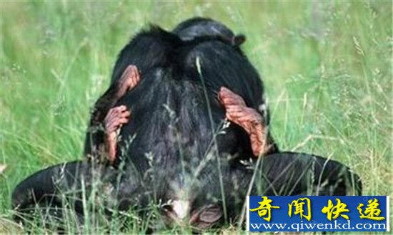 实拍倭黑猩猩奇葩动物性行为 酷爱强奸同类?