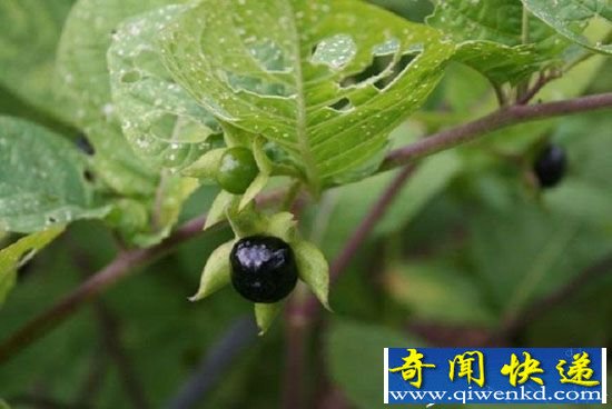 十五种分分钟夺人性命的有毒植物 苹果竟是其一