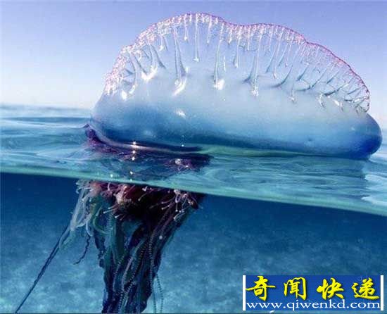 见到海上飘着的“气球”,一定要离它9米以外!