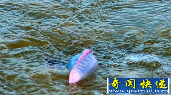 见到海上飘着的“气球”,一定要离它9米以外!