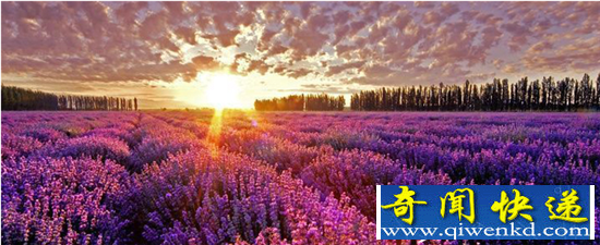 盘点全世界十大最美赏花地 感受令人窒息的美