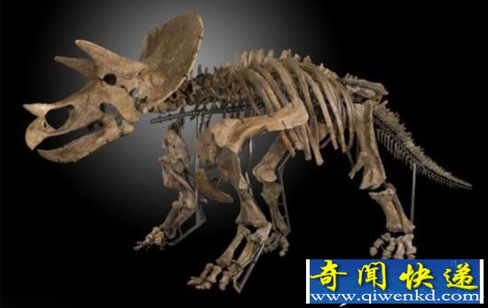 美洲大陆发现恐龙颅骨化石 体型跟兔子差不多
