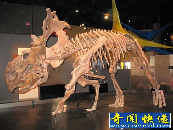 美洲大陆发现恐龙颅骨化石 体型跟兔子差不多
