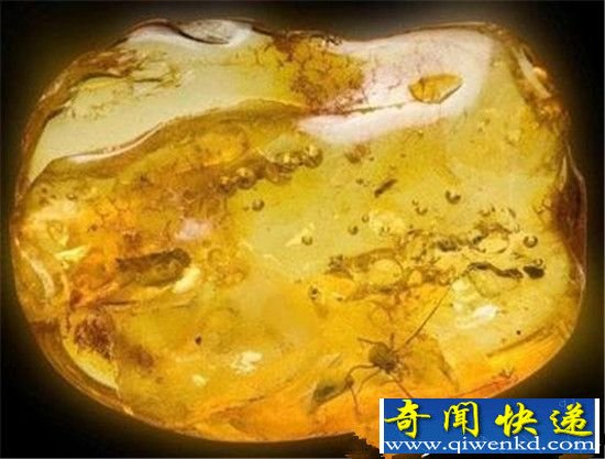 男子捡到4000万年蜘蛛琥珀化石 震惊全球!