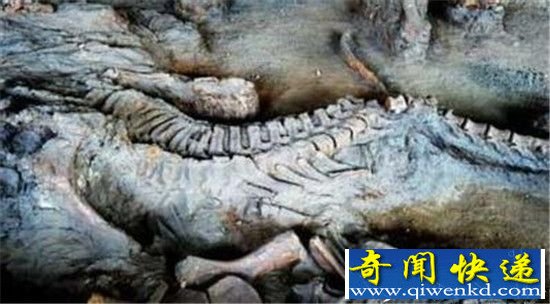 修路挖出千年巨型真龙 全国真龙事件震惊世界!