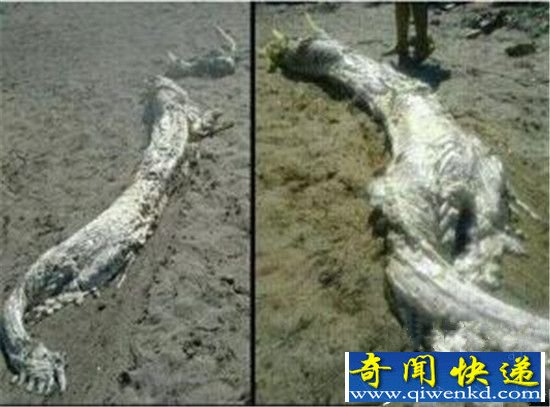 修路挖出千年巨型真龙 全国真龙事件震惊世界!