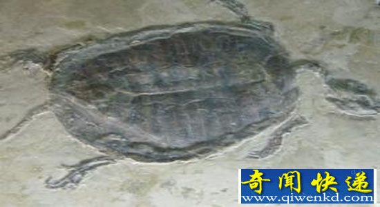 8岁男孩发现罕见化石 乌龟起源已被揭开