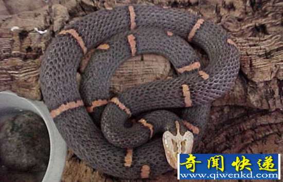 野外的白头蛇