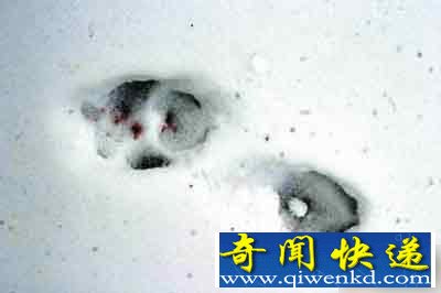 美国着名的“大脚怪”