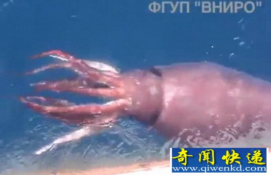 巨型鱿鱼
