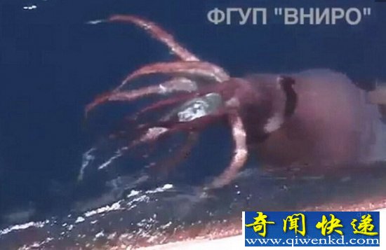 巨型鱿鱼