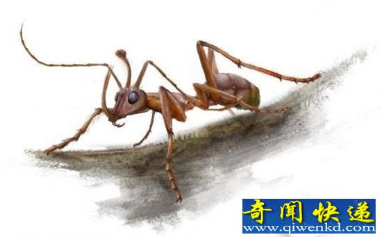 1亿年前原始“独角蚂蚁”被发现 史前蚂蚁打架瞬间