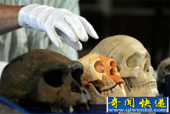 霍比特人为何娇小? 为省粮食饿缩水了
