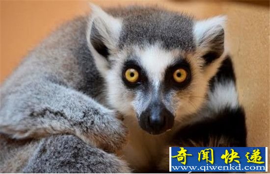 人类进化十大惊人谜团:差一点变成狐狸!