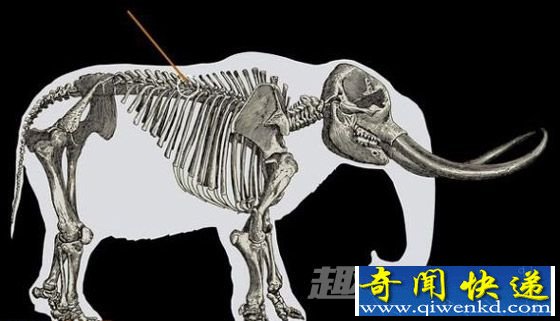 λ
