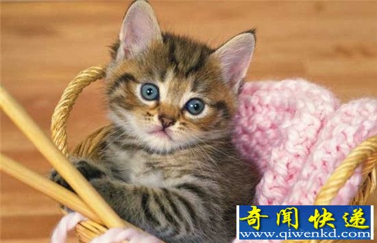 罩ʬȫ,ʬϿɼ