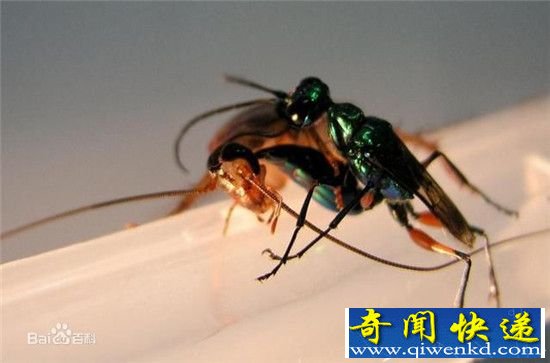 罩ʬȫ,ʬϿɼ